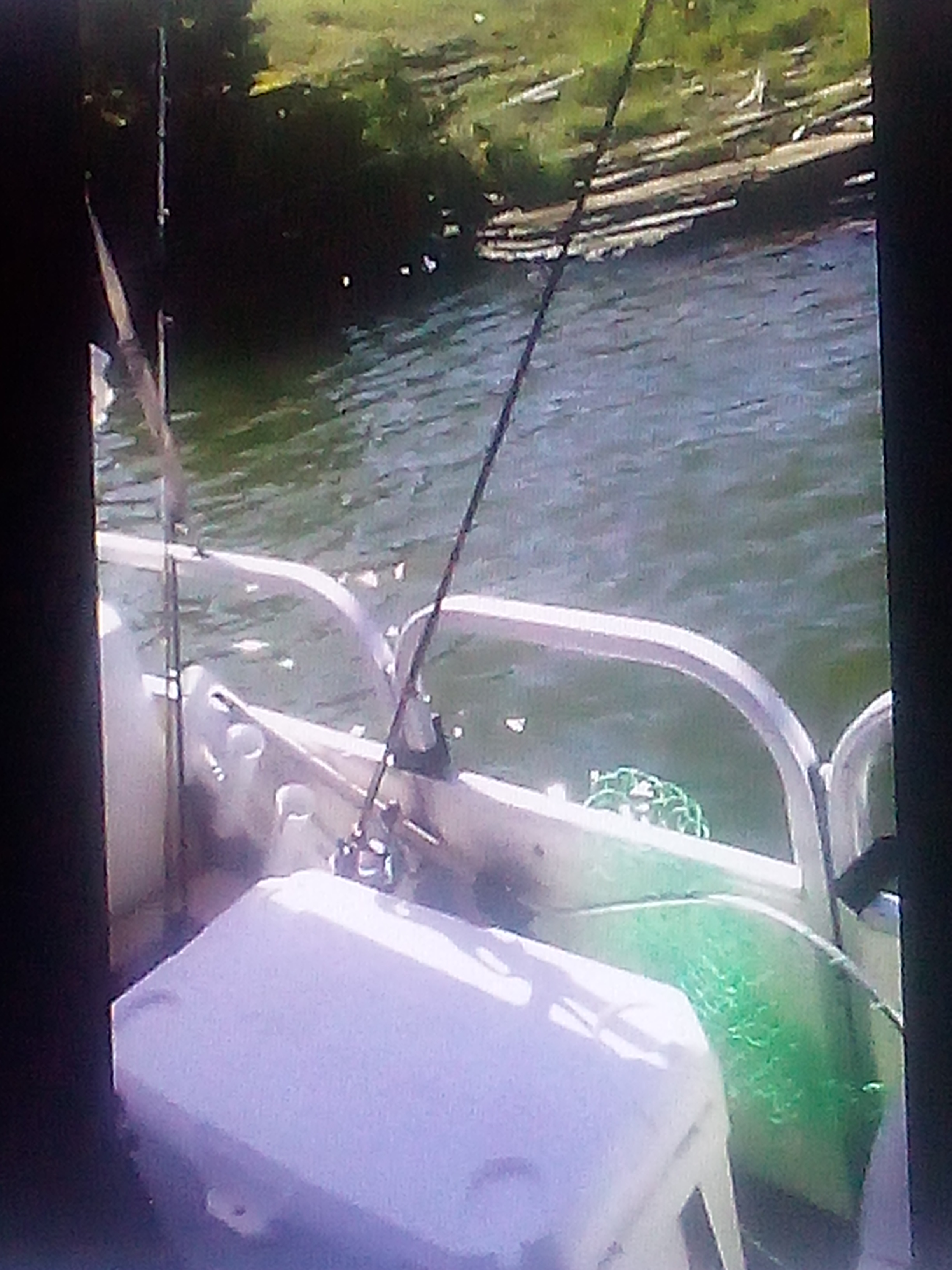 Strays close to ledge!